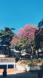 Trees by swimming pool against clear sky