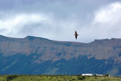 Bird flying over mountain against sky