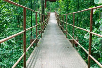 View of footbridge in forest