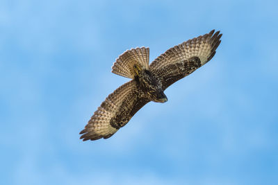 Low angle view of eagle flying against sky