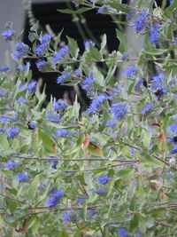 Close-up of insect on purple flowering plant