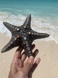 Cropped hand holding starfish