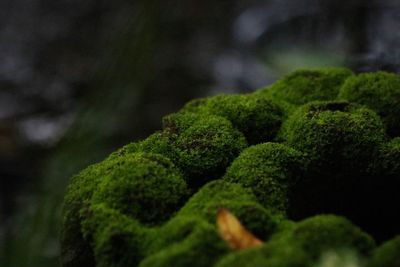 Close-up of moss on tree