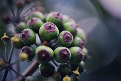 Close-up of fruits growing on plant