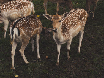 Deer standing in grass