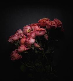 Close-up of roses against black background