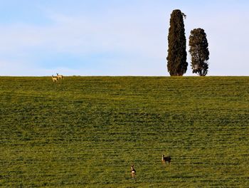 Animals on grass field against sky
