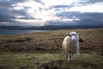 Sheep standing in a field