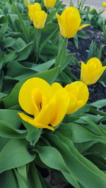 Close-up of yellow flower