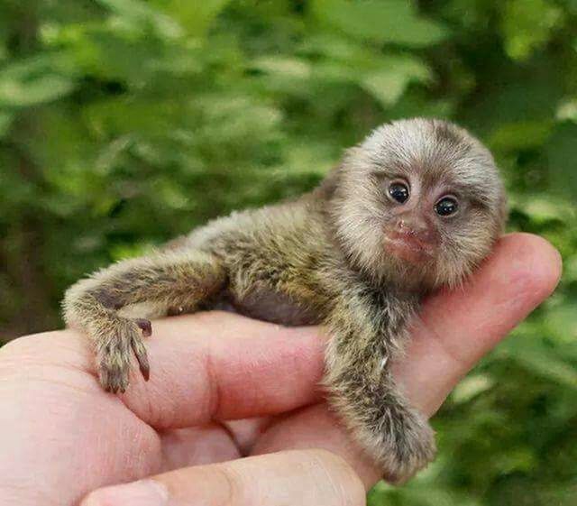 animal themes, person, one animal, holding, animals in the wild, wildlife, focus on foreground, part of, human finger, close-up, monkey, cropped, young animal, unrecognizable person, day, lifestyles, care