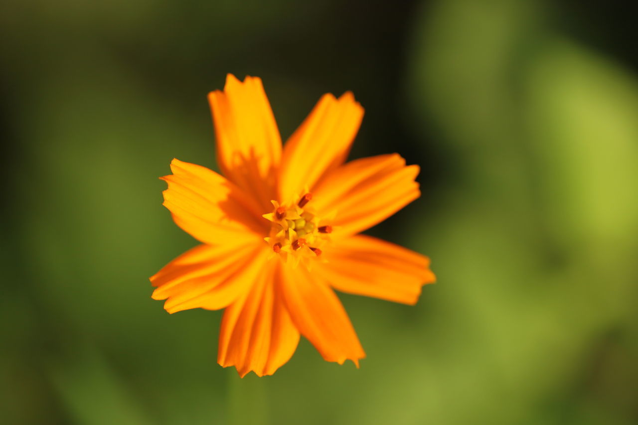 CLOSE-UP OF ORANGE FLOWER