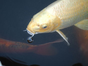 Close-up of fish swimming in water