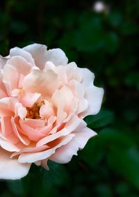 Close-up of white rose