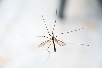 Close-up of spider on web
