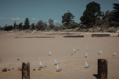 Flock of birds on beach