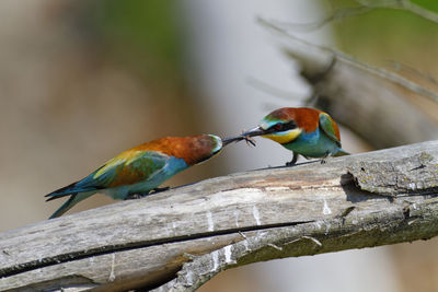 Nuptial food gift in the european bee-eater from the drava river