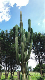 Low angle view of cactus growing on field against sky