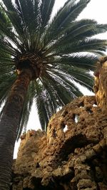 Low angle view of palm tree against sky