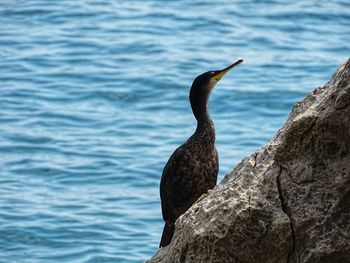 Close-up of bird perching on rock