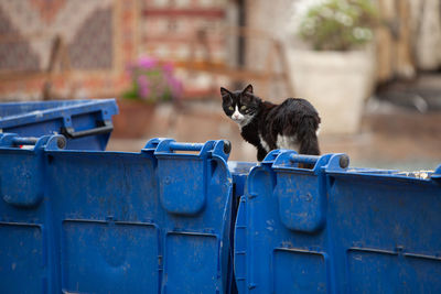 Homeless stray black cat sitting on trash bin, searching for food in garbage container.