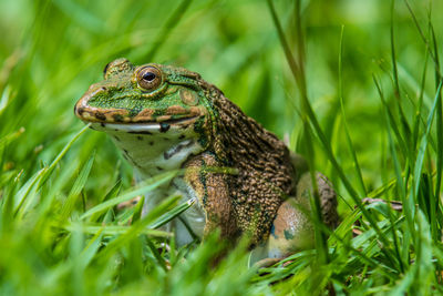 Close-up of lizard on land