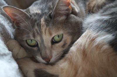 Close-up of cat