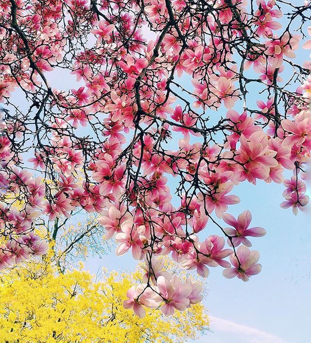 flower, tree, branch, freshness, growth, pink color, beauty in nature, blossom, low angle view, fragility, cherry blossom, nature, cherry tree, springtime, in bloom, blooming, fruit tree, pink, sky, orchard