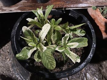 High angle view of potted plant in container