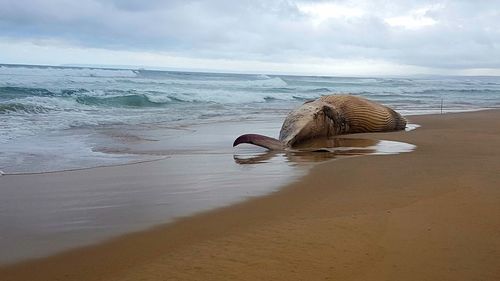 Dead whale at beach against sky