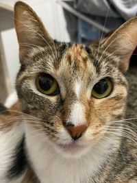 Close-up portrait of a cat