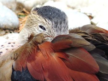 Close-up of eagle