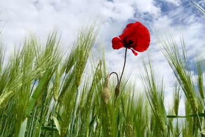 Close-up of red flowers blooming in field