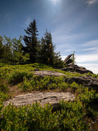 Plants growing on land against sky