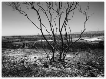 Bare tree on landscape against clear sky