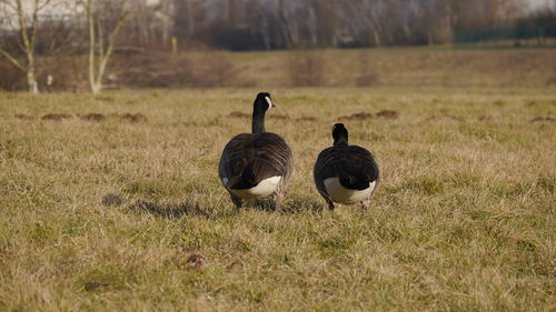 Rear view of canada geese perching on grassy field