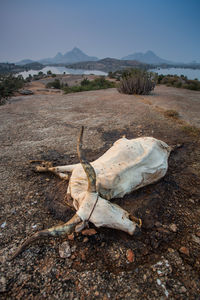 View of animal skull on field