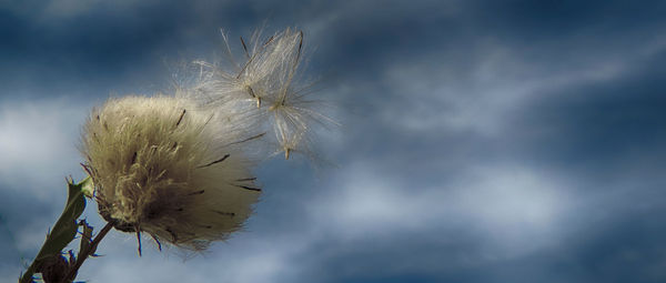 Low angle view of cloudy sky