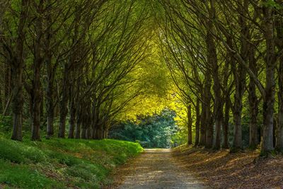 Road amidst trees in forest