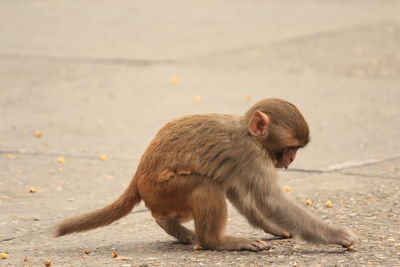 Side view of lion sitting on land