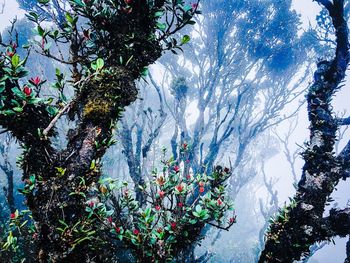 Low angle view of trees against sky