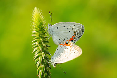 Close-up of butterfly pollinating flower