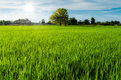 Scenic view of agricultural field against sky