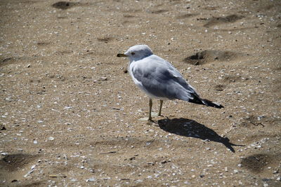 High angle view of seagull on field