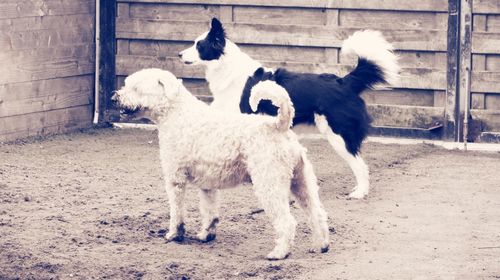 Dogs standing outdoors