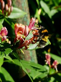 Close-up of bee pollinating on flower