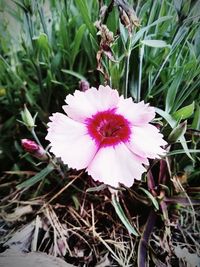 Close-up of pink flower blooming outdoors