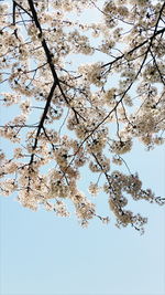 Low angle view of cherry blossom tree