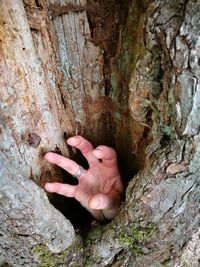 Human hand on rock at tree trunk