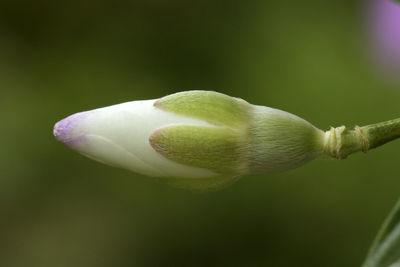 Close-up of flower bud growing outdoors