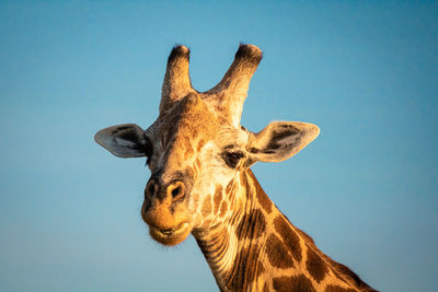 Close-up of giraffe against clear sky